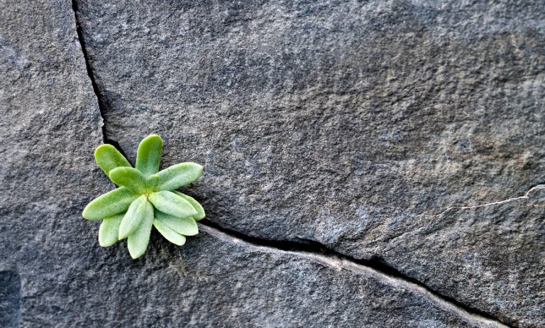 cactus sprouting from crack in stone