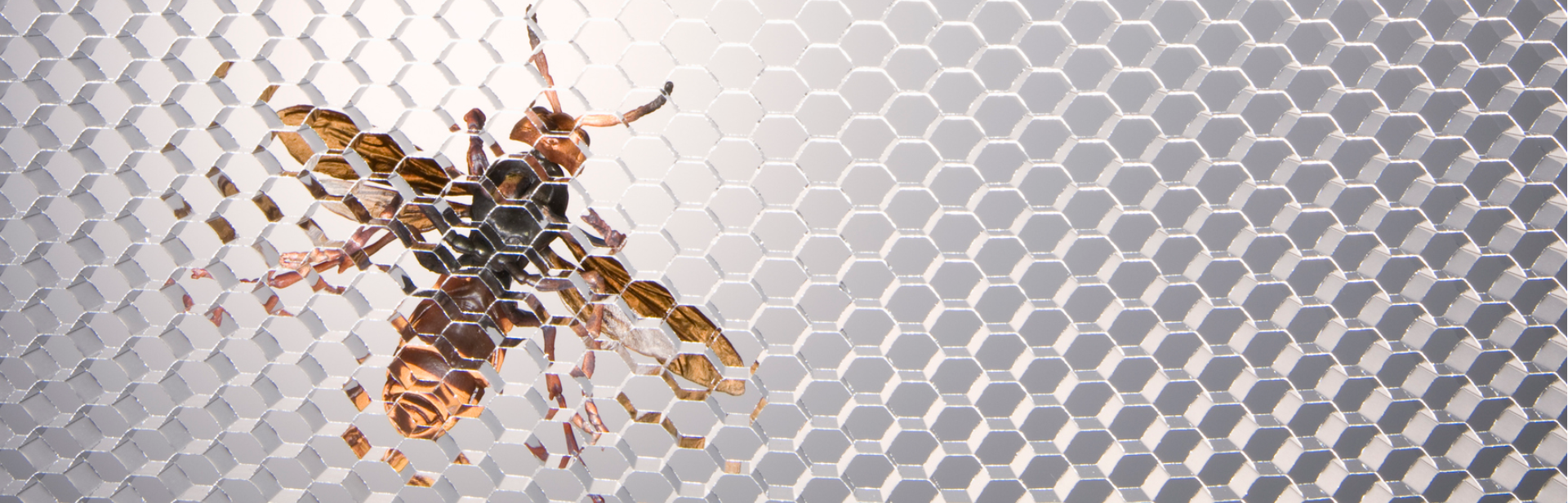 image of a bee on a clear glass hive pattern